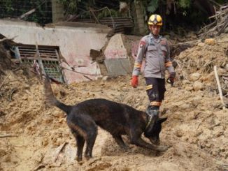 K-9 Temukan Lokasi Korban, Polda Sumut Lanjutkan Pencarian